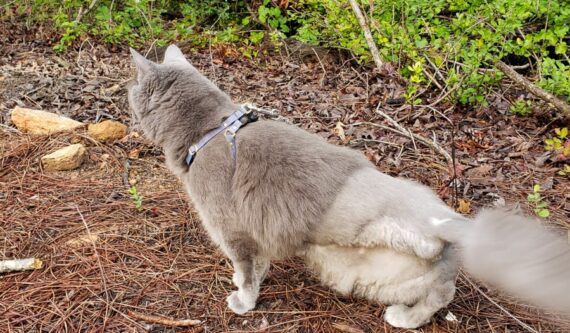 cat with three legs walking outdoors on harness and leash