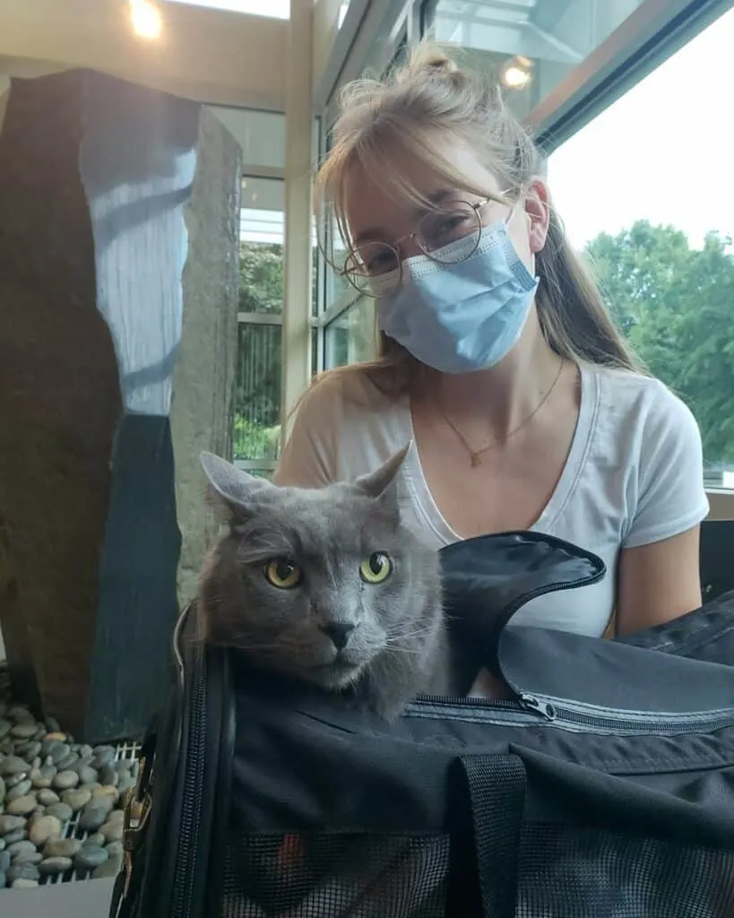 grey cat and owner at the vet