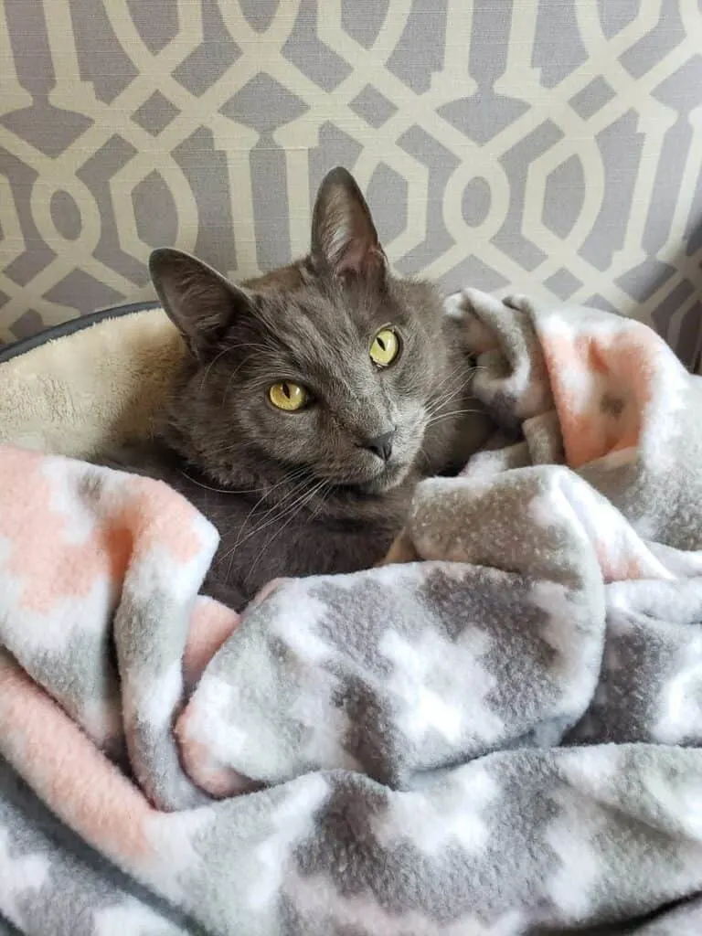 grey cat with cancer in cat bed in blanket