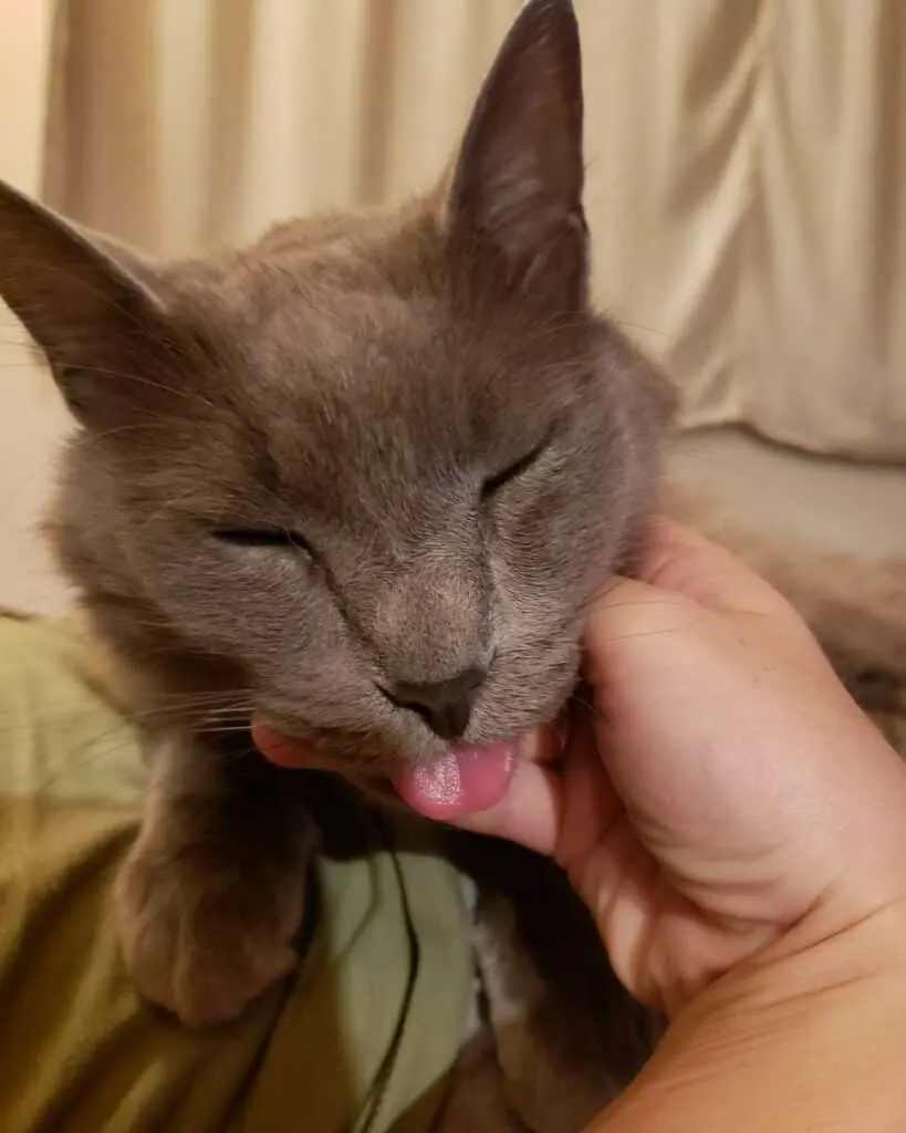 cat sticking its tongue out after sedation