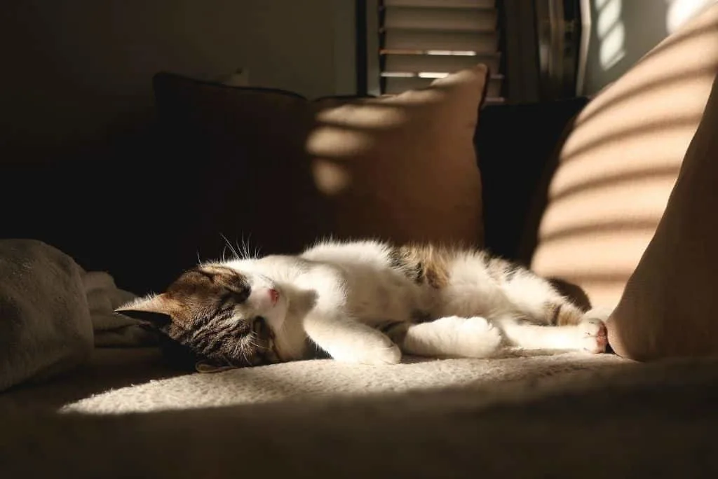 cat sleeping on apartment couch with sunlight shining through window