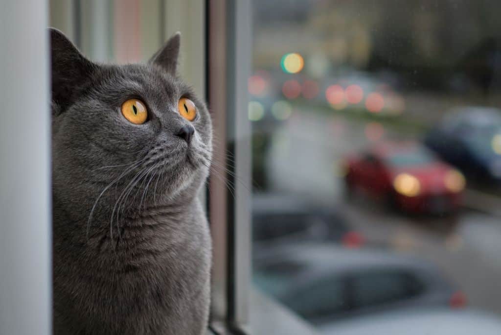 gato cinza morando em apartamento olhando para uma estrada movimentada
