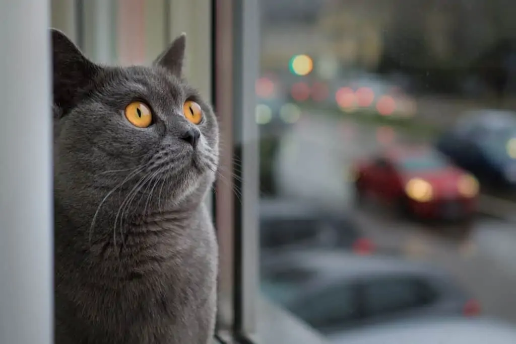 grey cat living in apartment looking out on a busy road