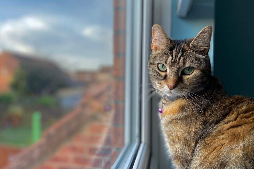 cat living in an apartment looking out window