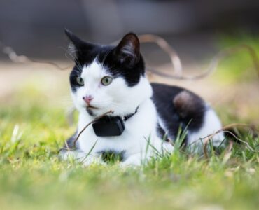 black and white cat wearing a cat gps tracker on its collar