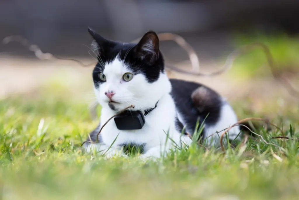 black and white cat wearing a cat gps tracker on its collar