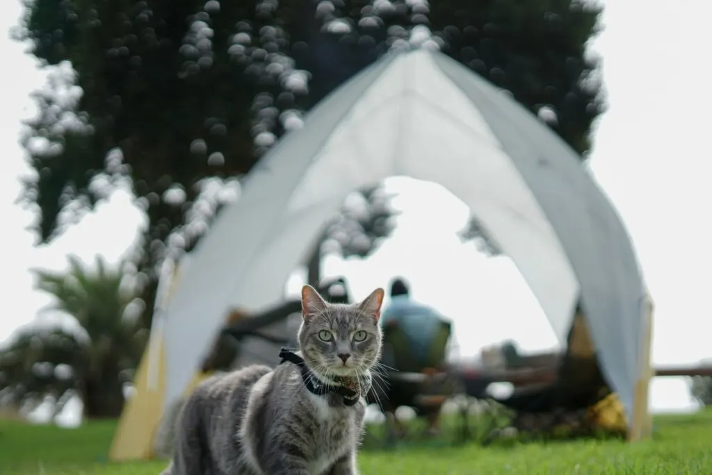 cat on leash camping