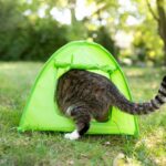 Apartment Living For Cats – Keeping Them Happy & Healthy