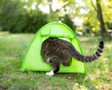 cat entering into small green tent for cats outside