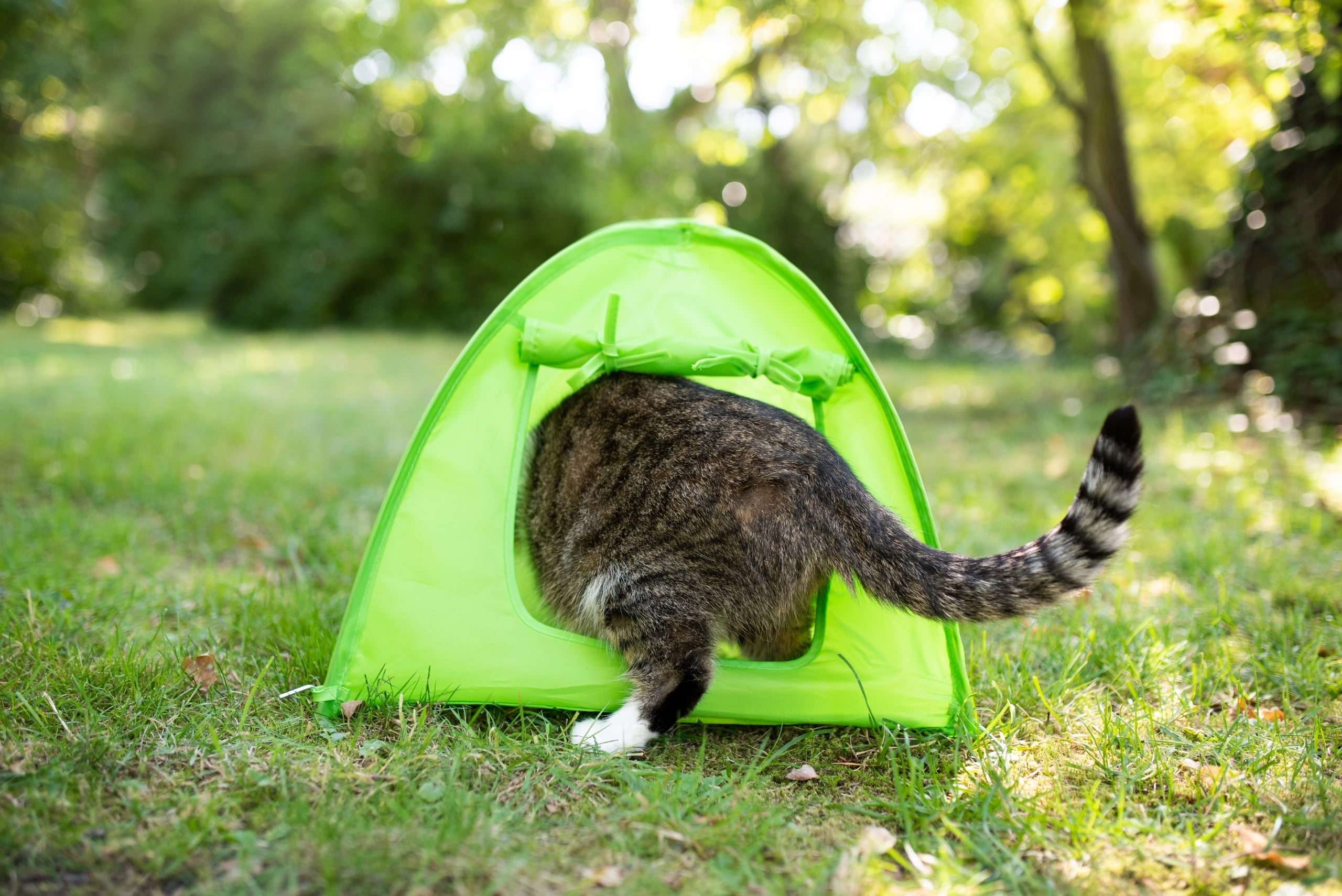 cat entering into small green tent for cats outside