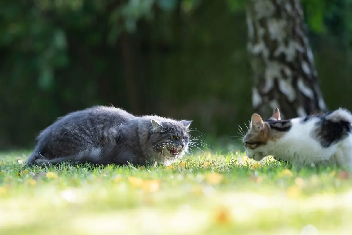older cat hissing at younger cat outside on grass