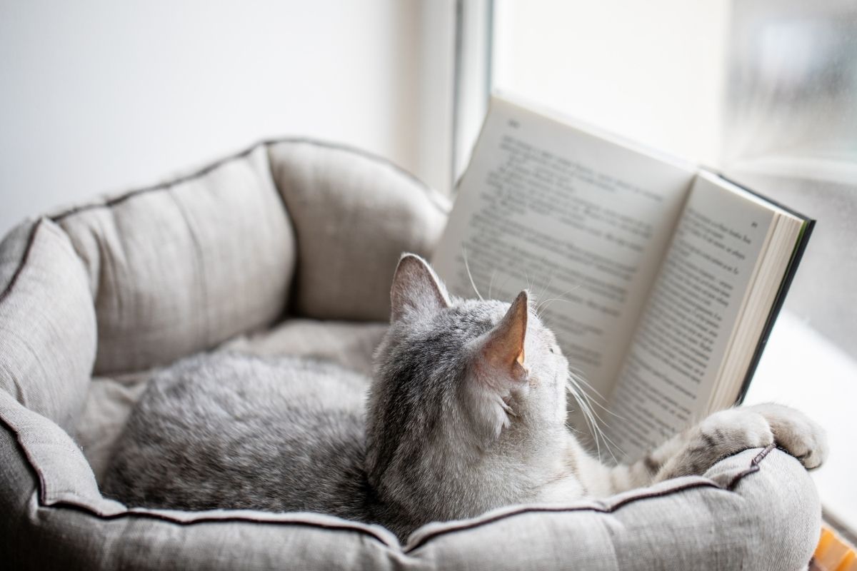 cat laying in cat bed with open book pretending to read