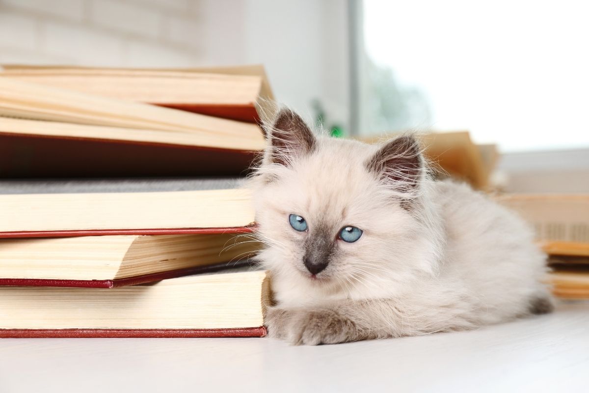 siamese kitten beside pile of books