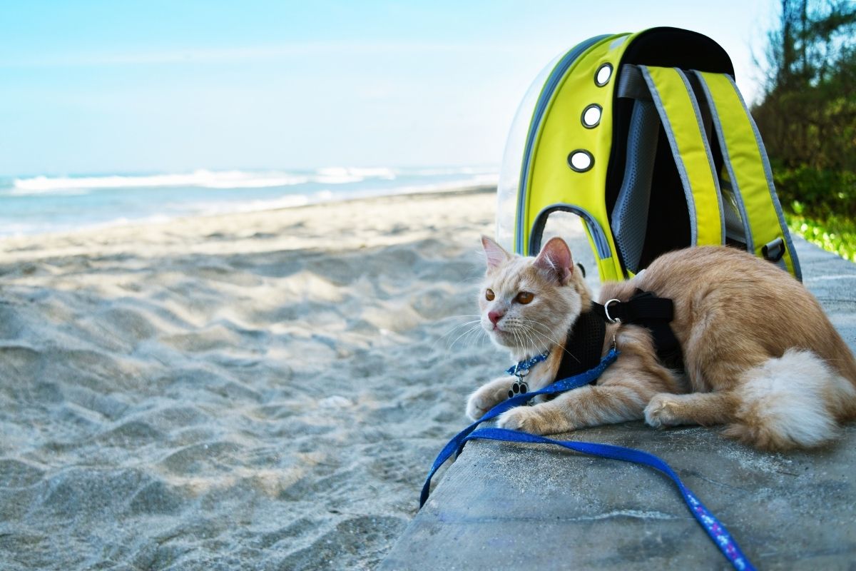 adventure cat on leash with backpack on the beach