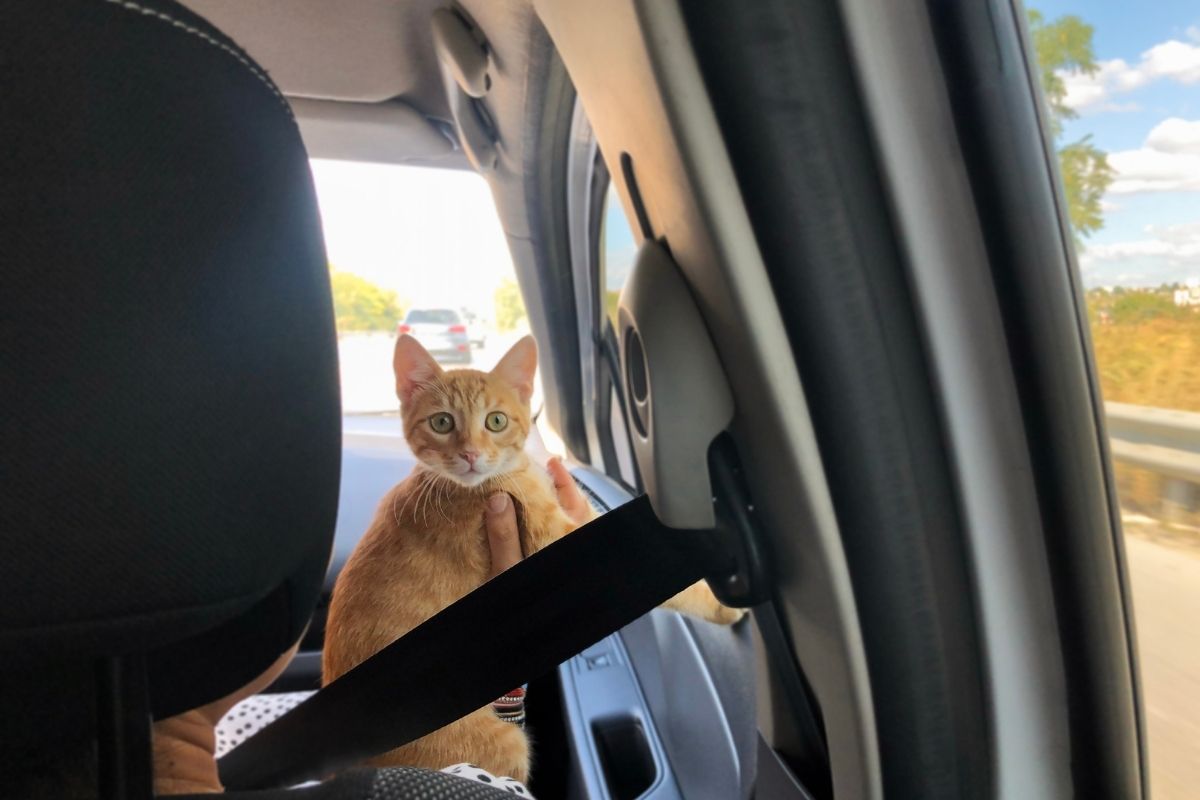 orange cat traveling in the car