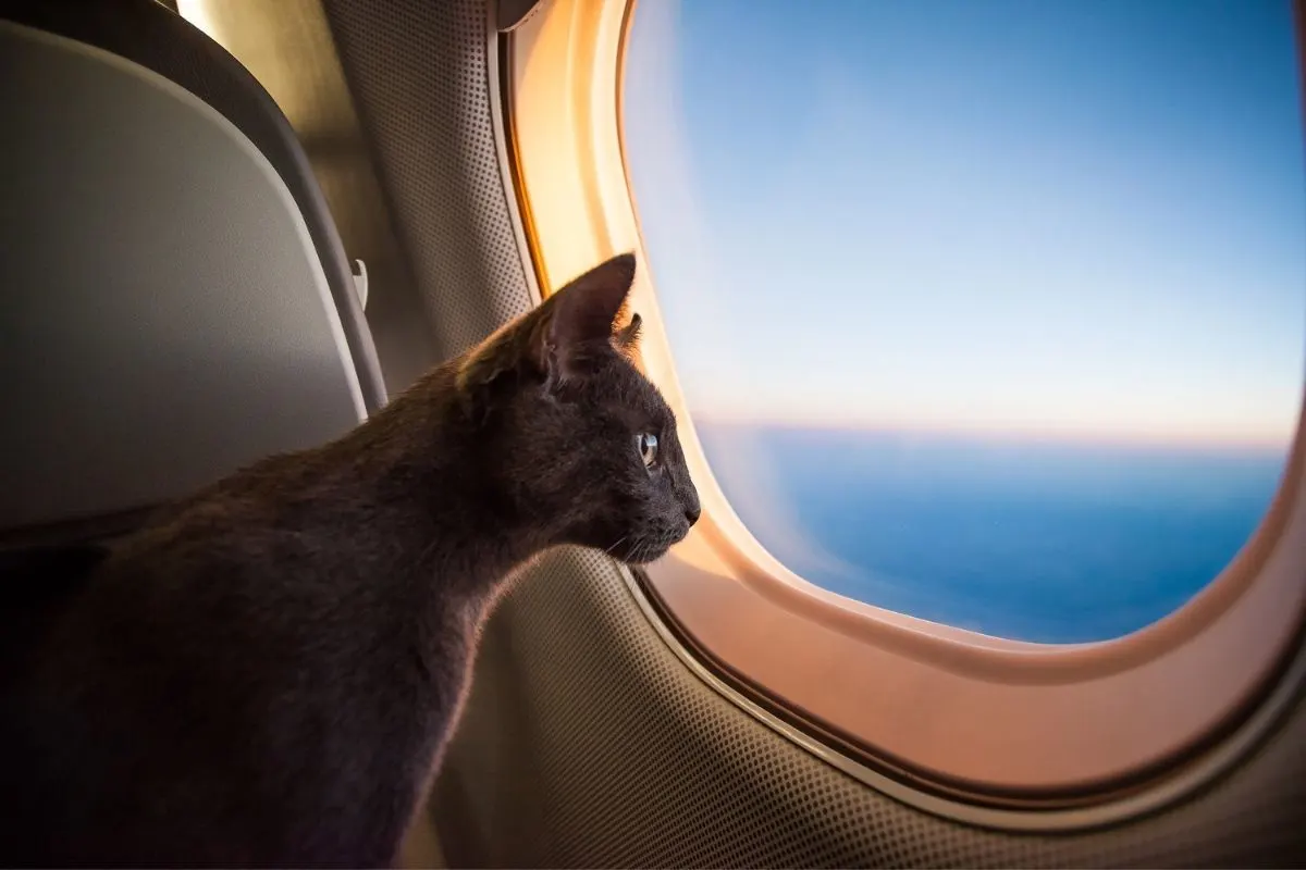 grey cat looking out a plane window