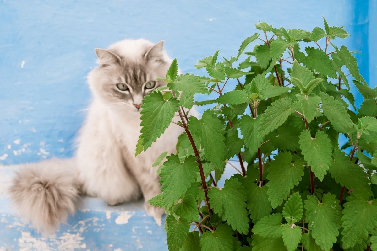 White fluffy cat hiding behind catnip plant