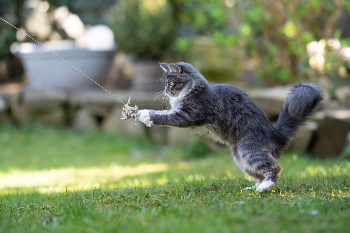 grey cat jumping playing with catnip toy outside
