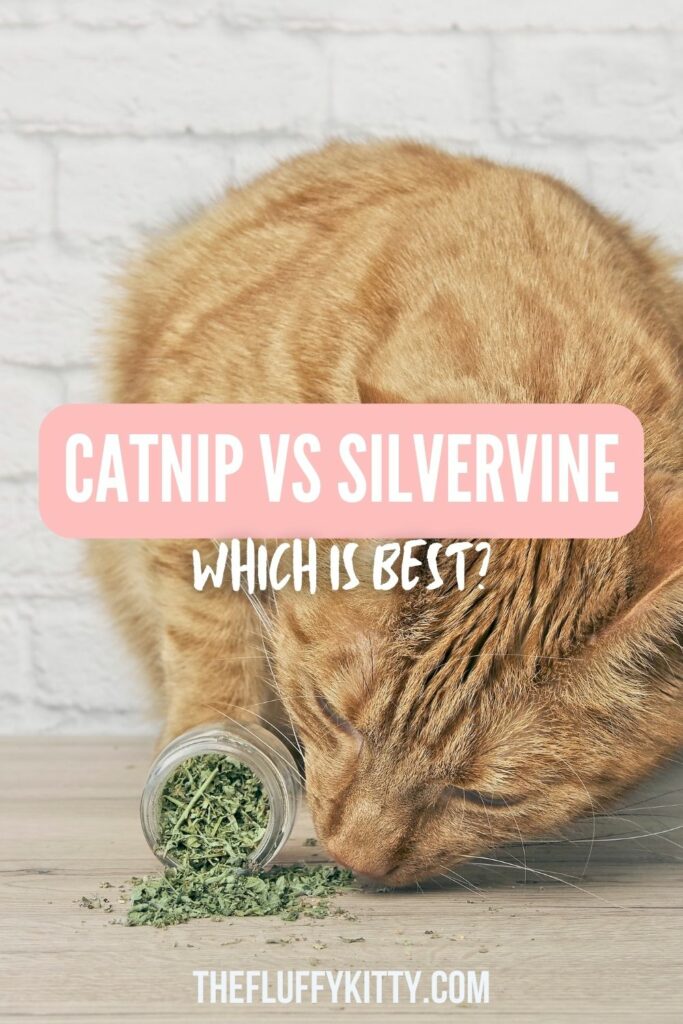 catnip vs silvervine