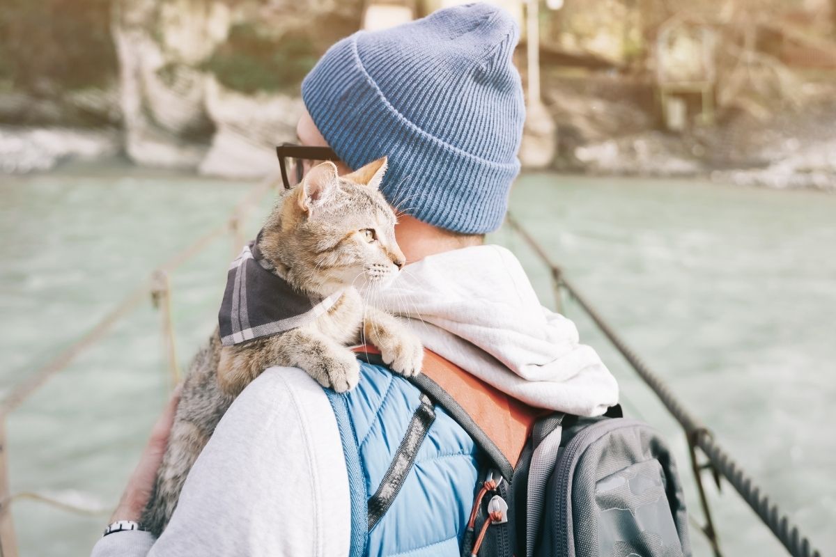cat wearing bandana on man's shoulder out on an adventure