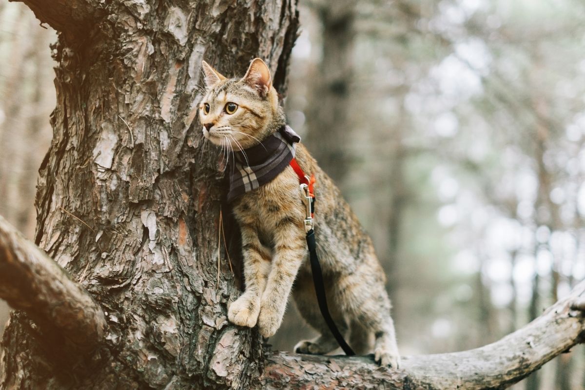 Guía Completa de cómo entrenar a un gato aventurero