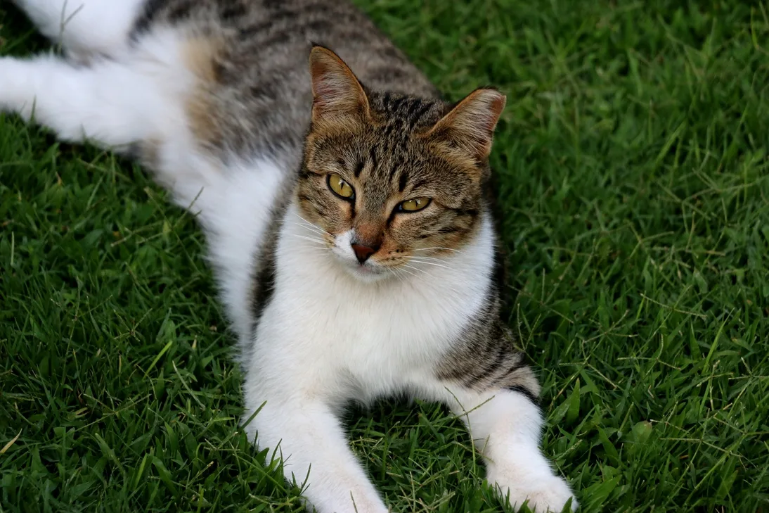 Tabby white cat laying on green grass