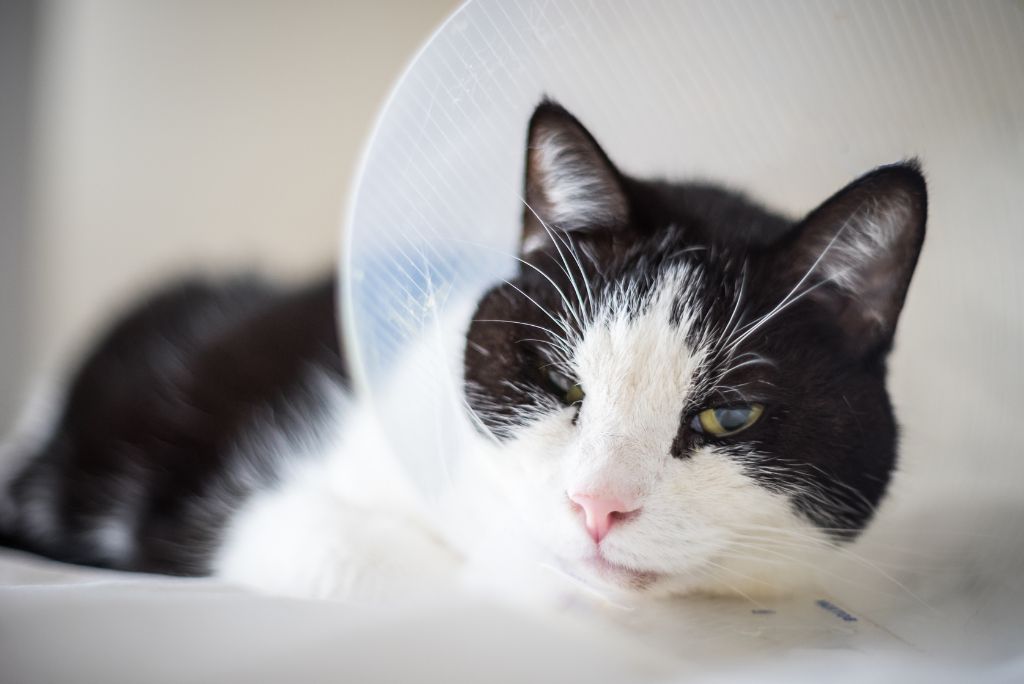 black and white cat wearing vet cone around neck to treat cat wound