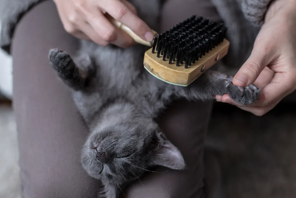 Woman massaging gray cat's paw and brushing legs