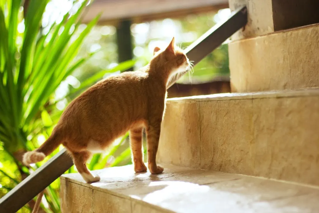 Tripod cat walking up stairs
