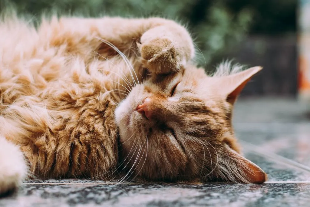 ginger cat laying on ground with paw on face