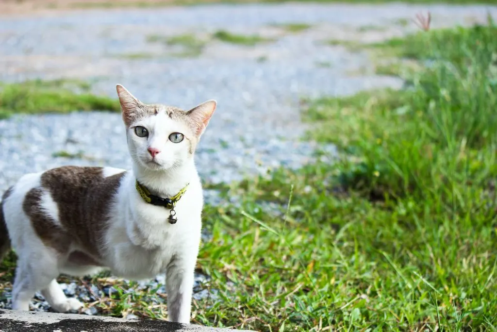 Harness for 3 legged cat hotsell