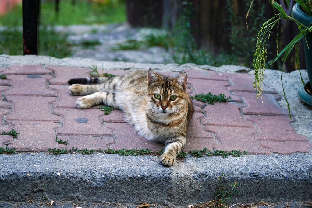 Tripod cat relaxing outside
