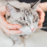 Homeopathic Remedies For Cat Wounds