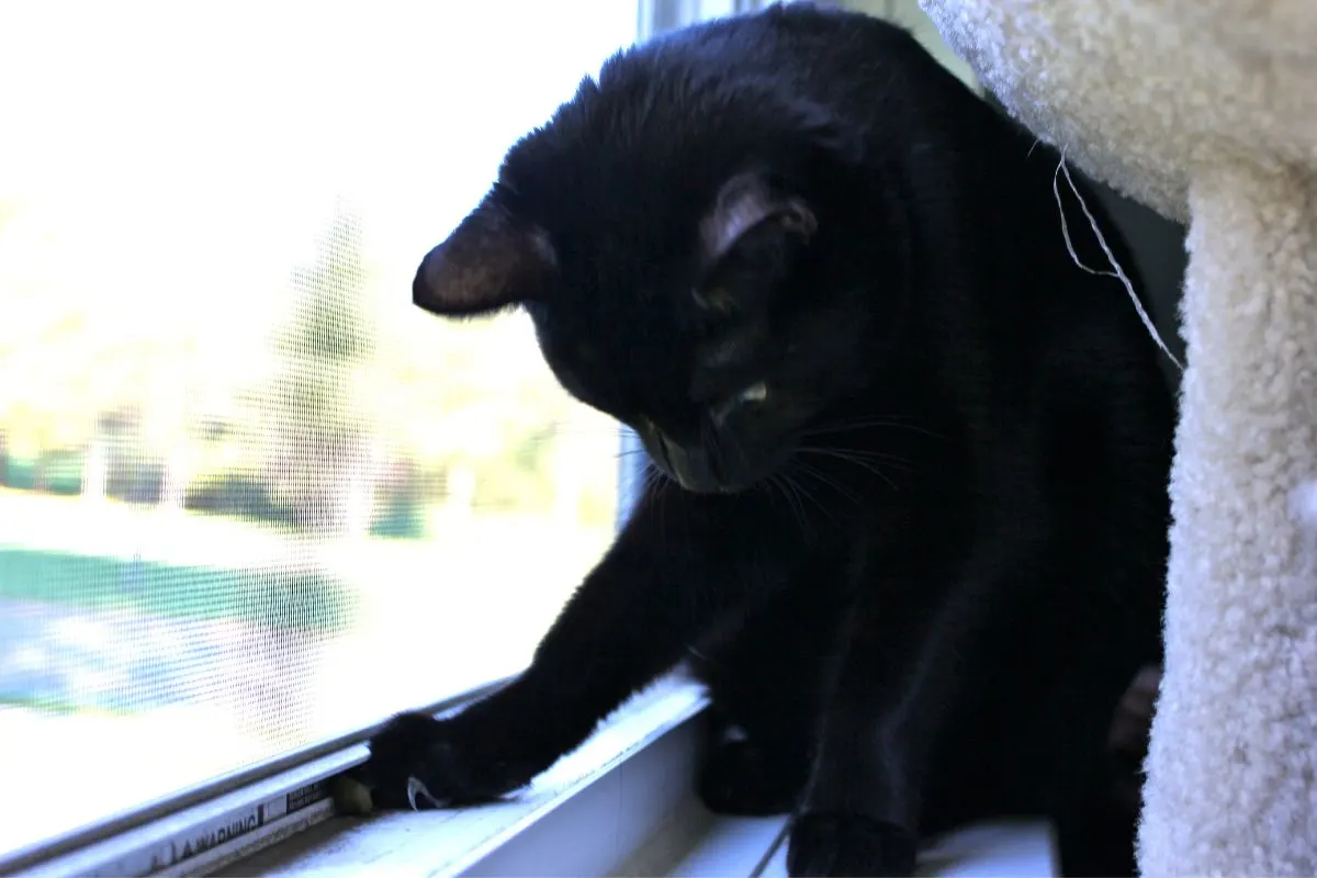 black cat sitting in window trying to catch an insect
