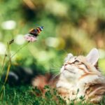 Holistic Veterinarians for Cats Explained