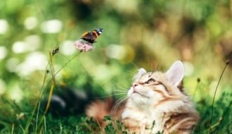 cat laying in grass looking at butterfly on plant