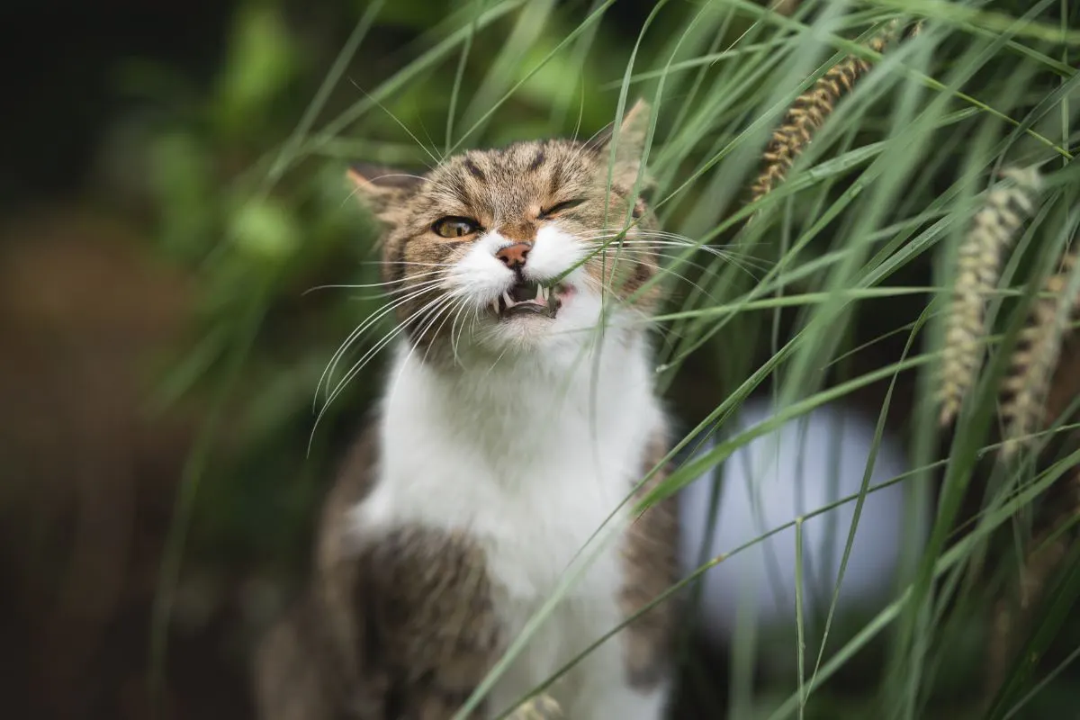 tabby cat munching on grass stalks