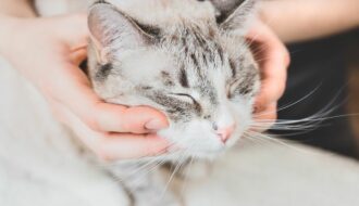 Cat chiropractic care