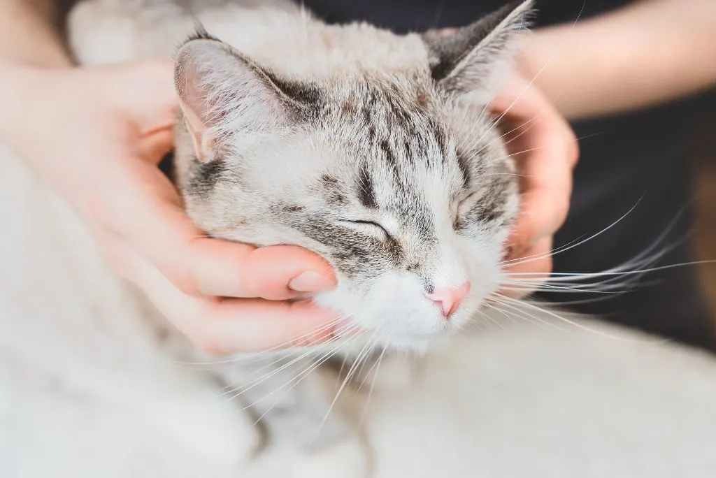 Cat chiropractic care