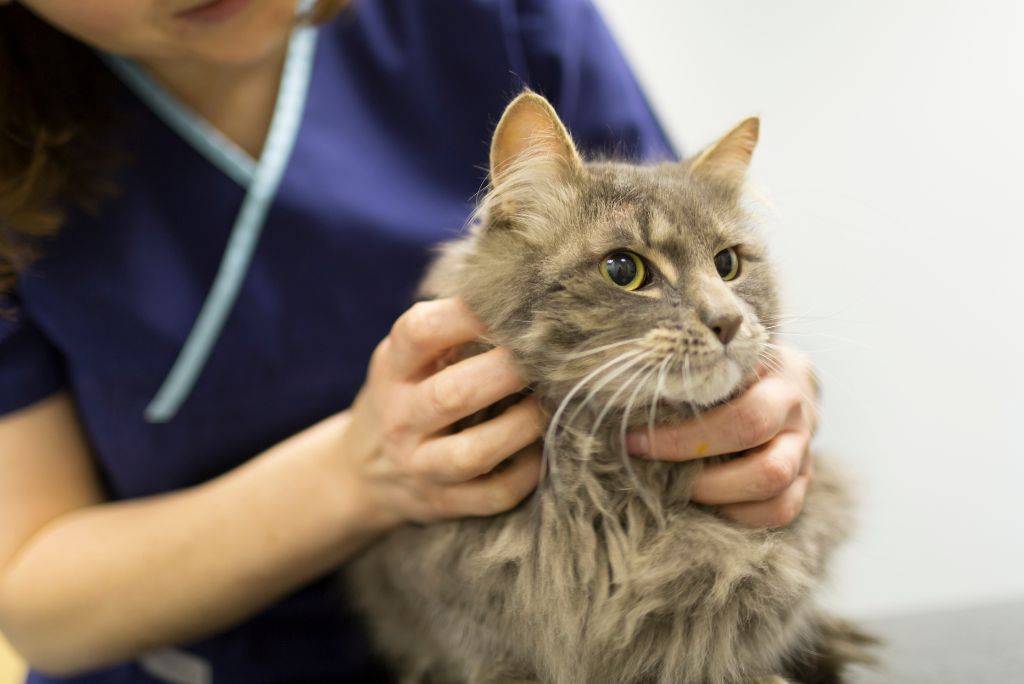 Gato siendo examinado por el veterinario