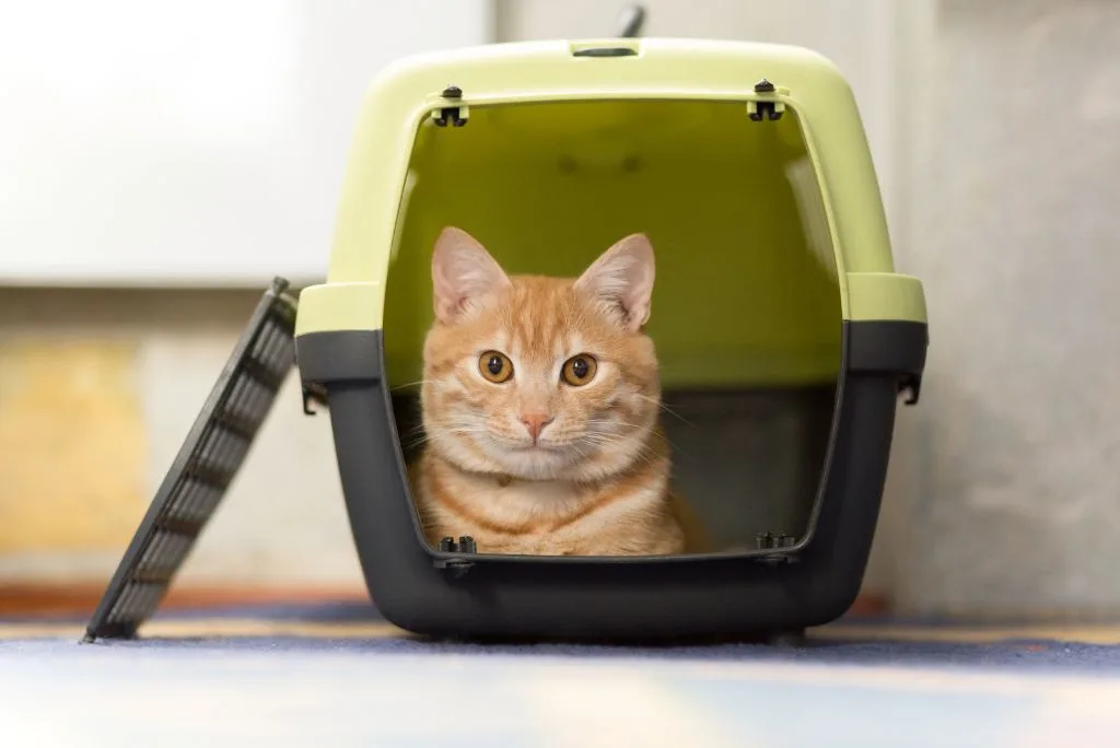 Cat in cat carrier
