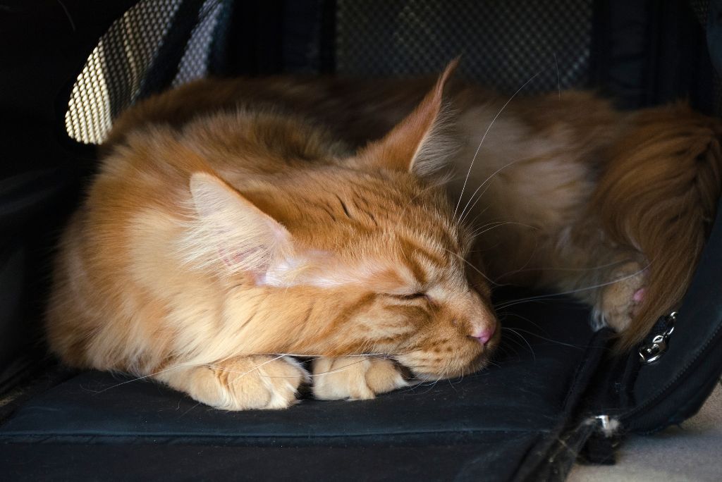 Katze schläft in Katzentransportbox