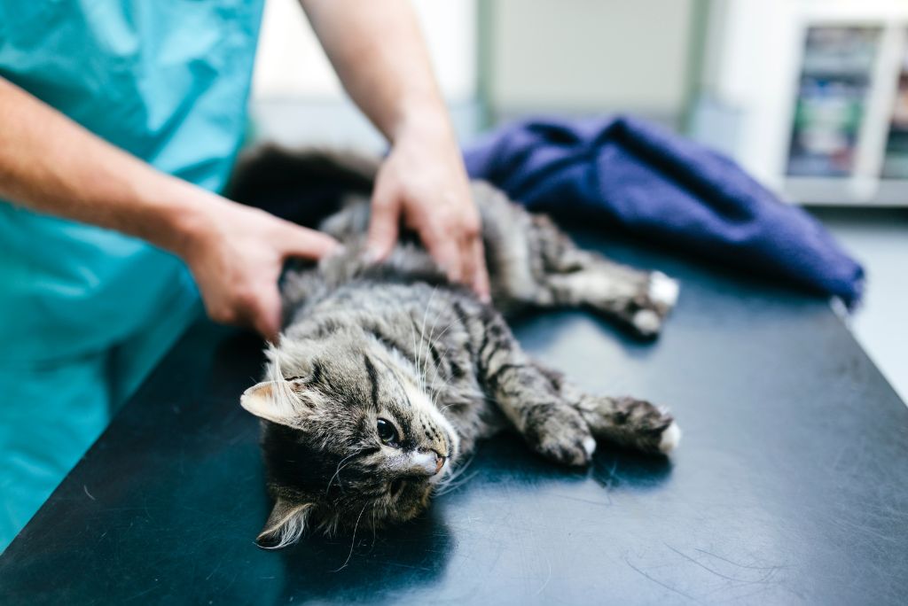 Cat lying down   during veterinary introspection  for acupuncture