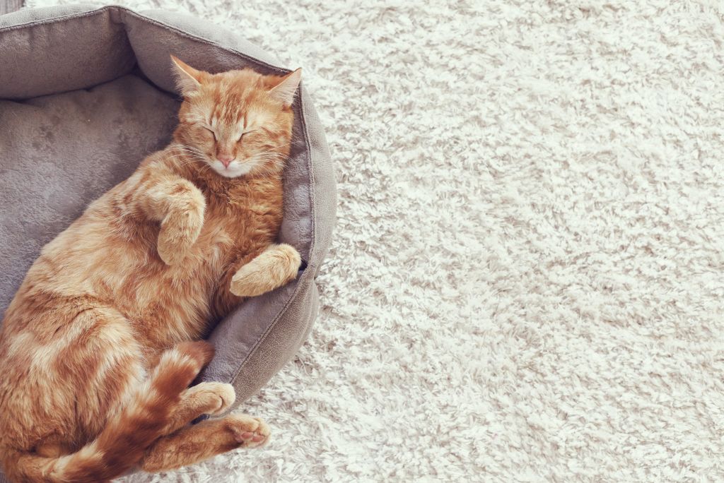 Cat sleeping successful  feline  bed