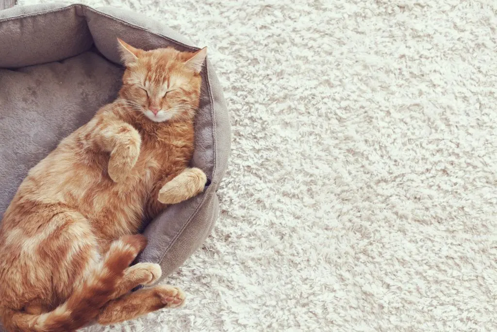 Cat sleeping in cat bed