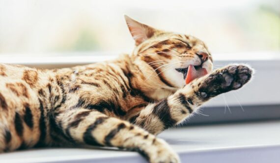 Cat licking from dermatitis