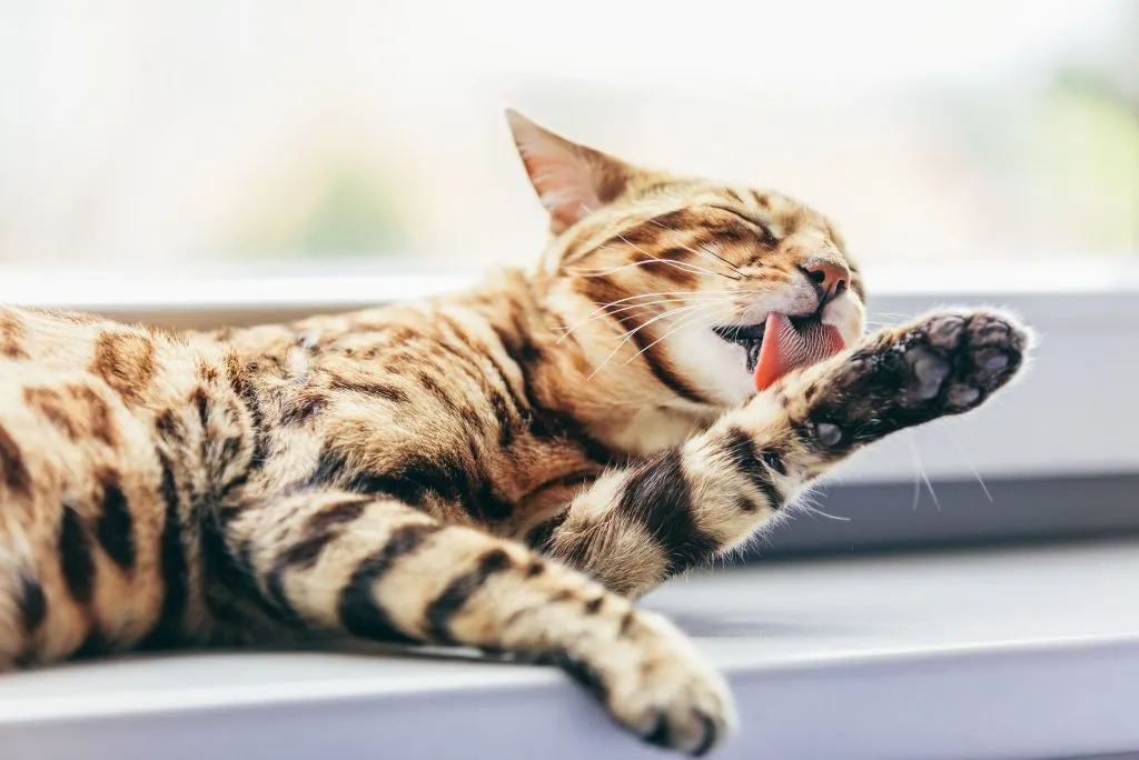 Cat licking from dermatitis