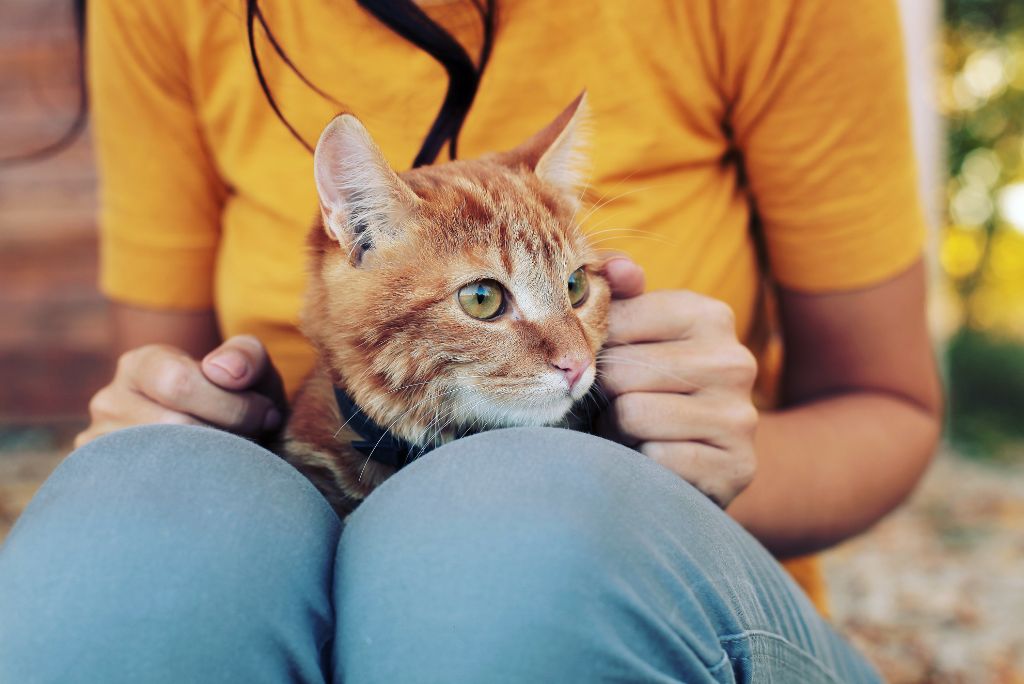Cat connected  a lap