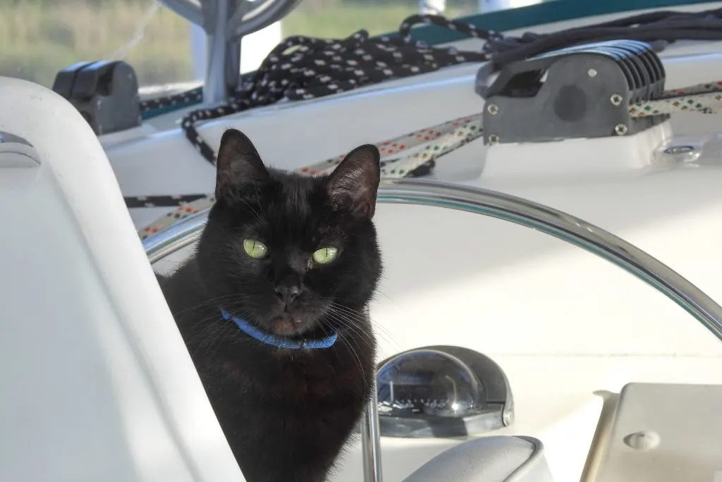 How to sail with a cat