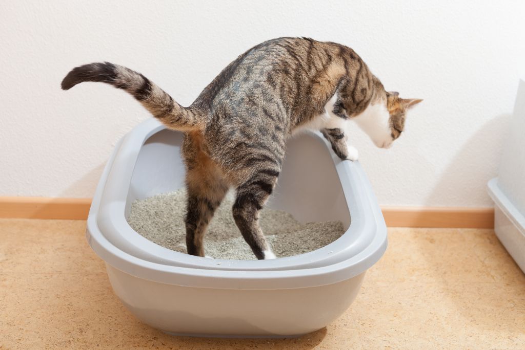 Home remedy for cat constipation